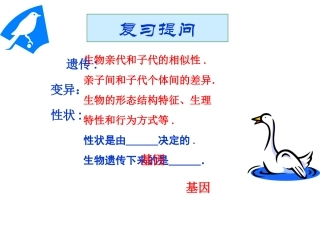 人教版八下第二章第二节基因在亲子代间的传递上课（共41张PPT）