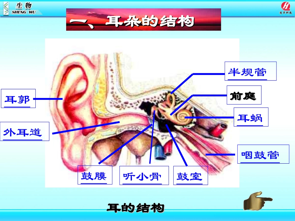 第六章第一节耳和听觉_第3页