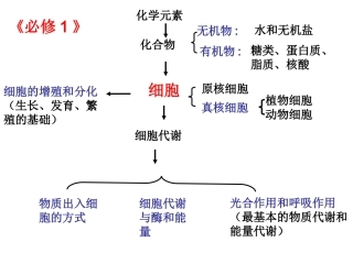 第四章细胞的增殖与分化(1)
