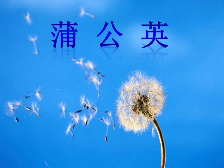 《蒲公英》课件2_第1页