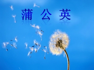 《蒲公英》课件2