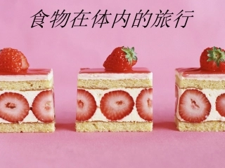 食物在体内的旅行
