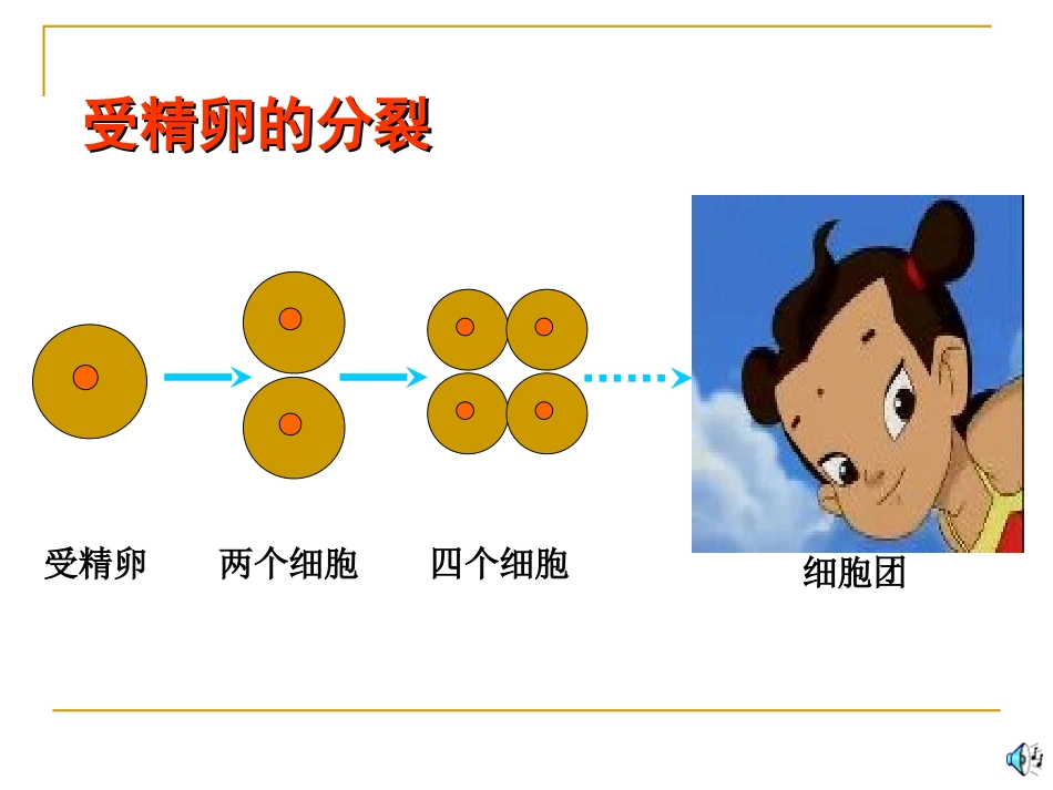 细胞的分化1_第2页