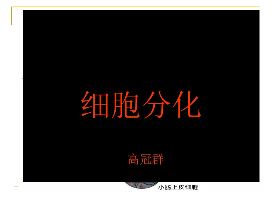 细胞的分化1_第3页