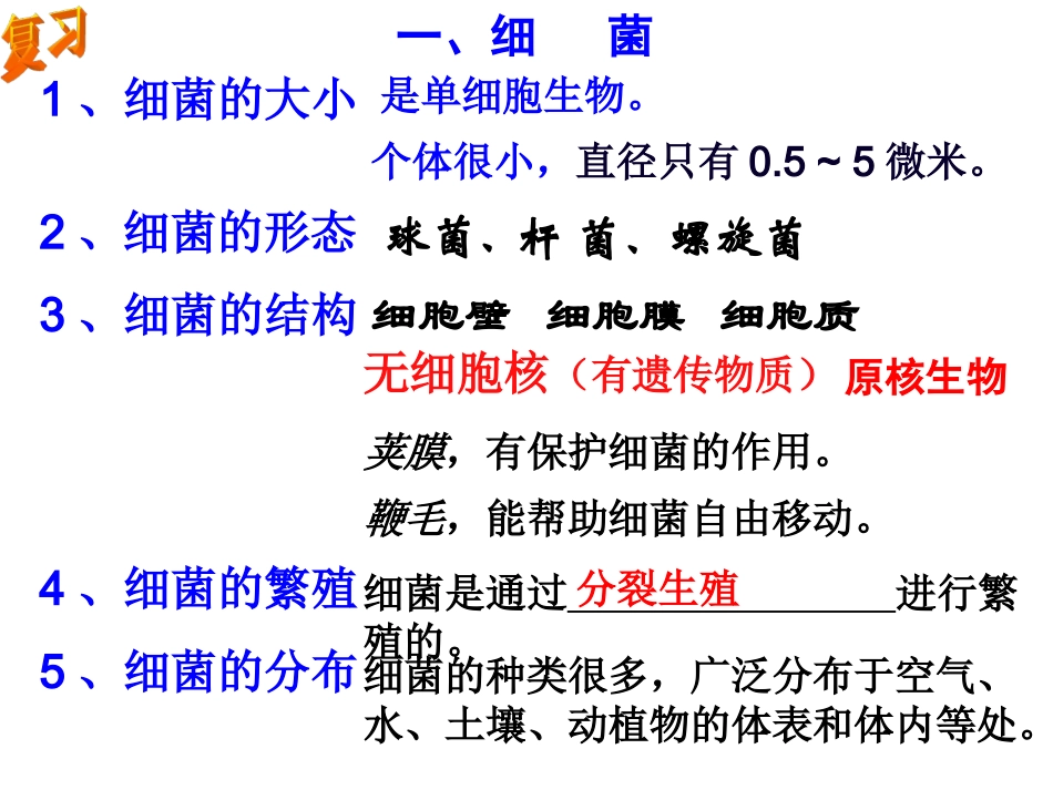 第6节细菌和真菌的繁殖（第二课时）_第2页