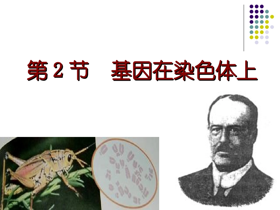 基因在染色体上(1)1_第2页