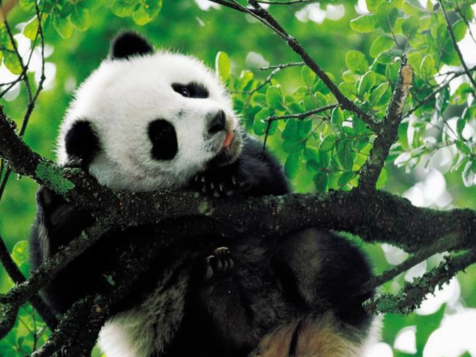 《可爱的大熊猫》_第3页