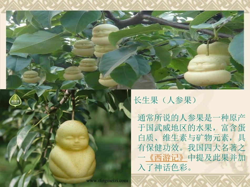 我的长生果(完美版)_第1页