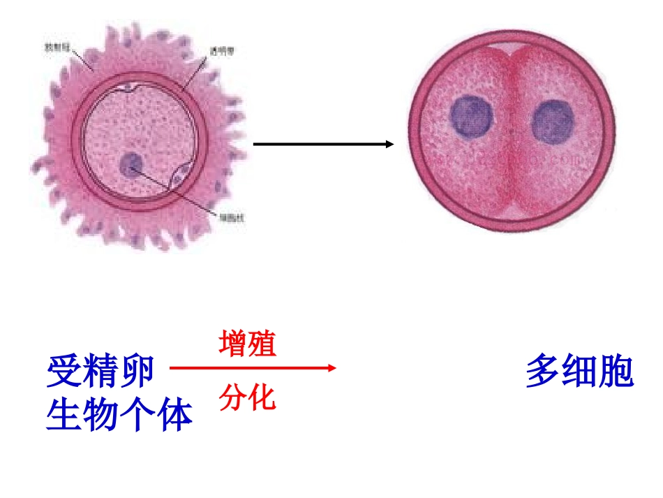 浙江省衢州一中浙科版生物必修一41细胞的增殖课件（共33张PPT）_第3页