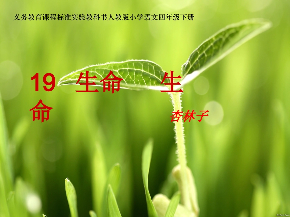 《生命生命》课件_第1页