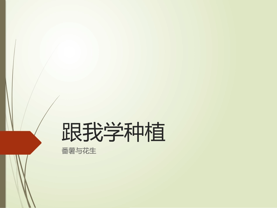 种植番薯和花生的课件_第1页