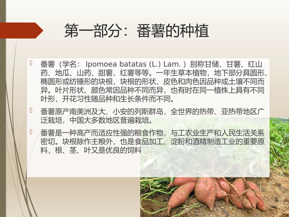 种植番薯和花生的课件_第2页