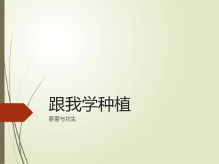 种植番薯和花生的课件