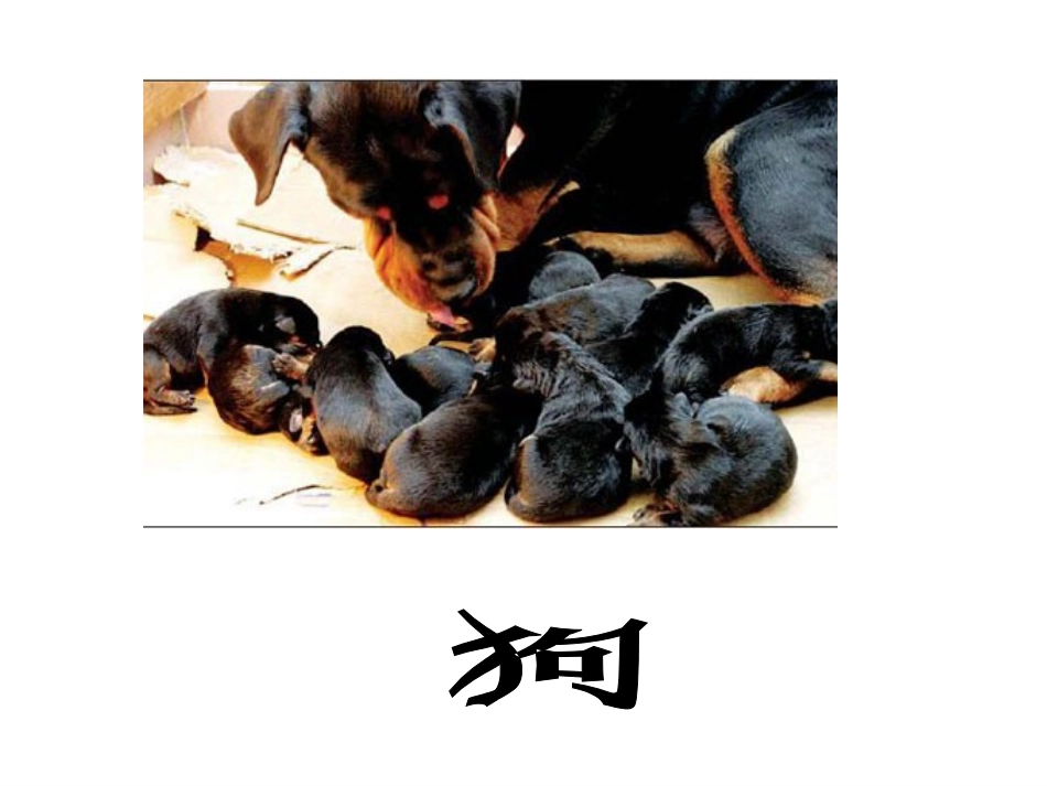 《2动物怎样繁殖后代》课件1_第2页