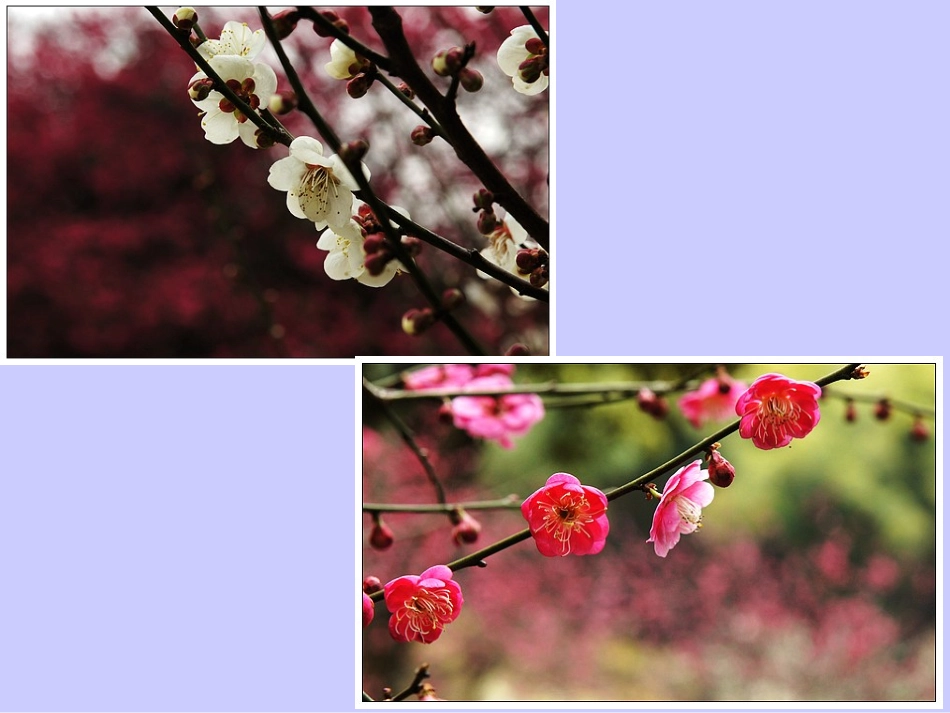 梅兰竹菊“四君子”第三课时_第2页