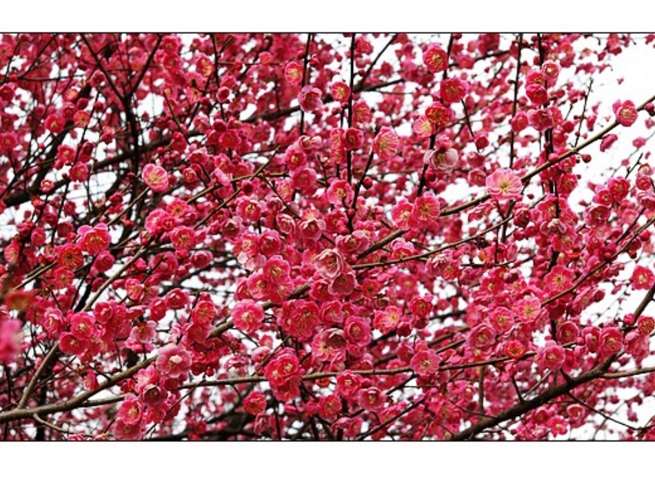 梅兰竹菊“四君子”第三课时_第3页