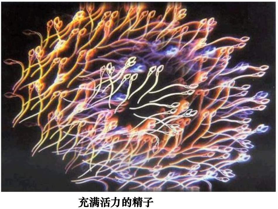 人的生殖和胚胎发育_第2页