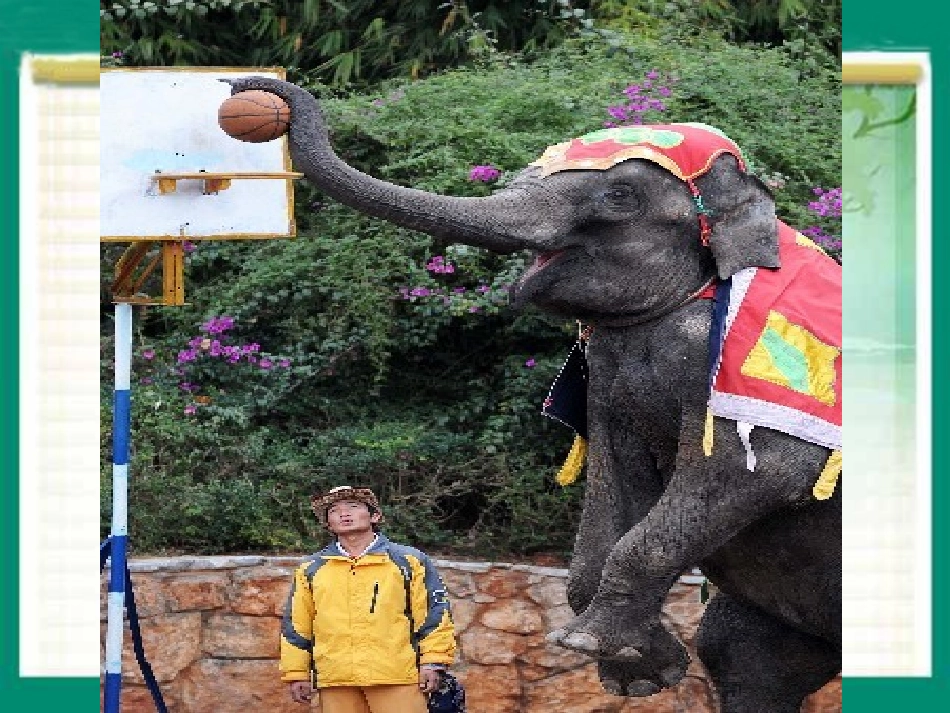 五年级下册语文27《与象共舞》_第1页