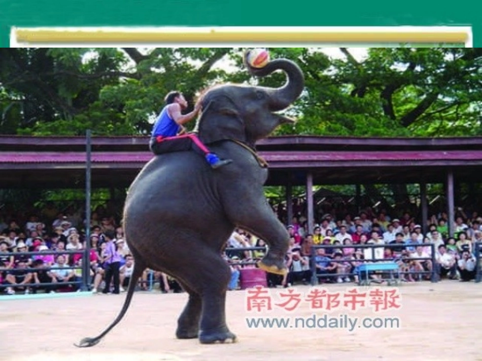 五年级下册语文27《与象共舞》_第2页