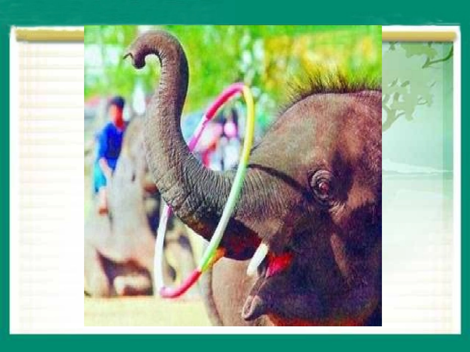 五年级下册语文27《与象共舞》_第3页