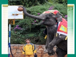 五年级下册语文27《与象共舞》