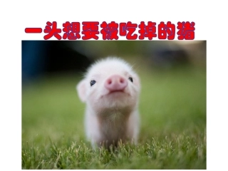 一只想要被吃掉的猪（郑怡笔山大讲堂）