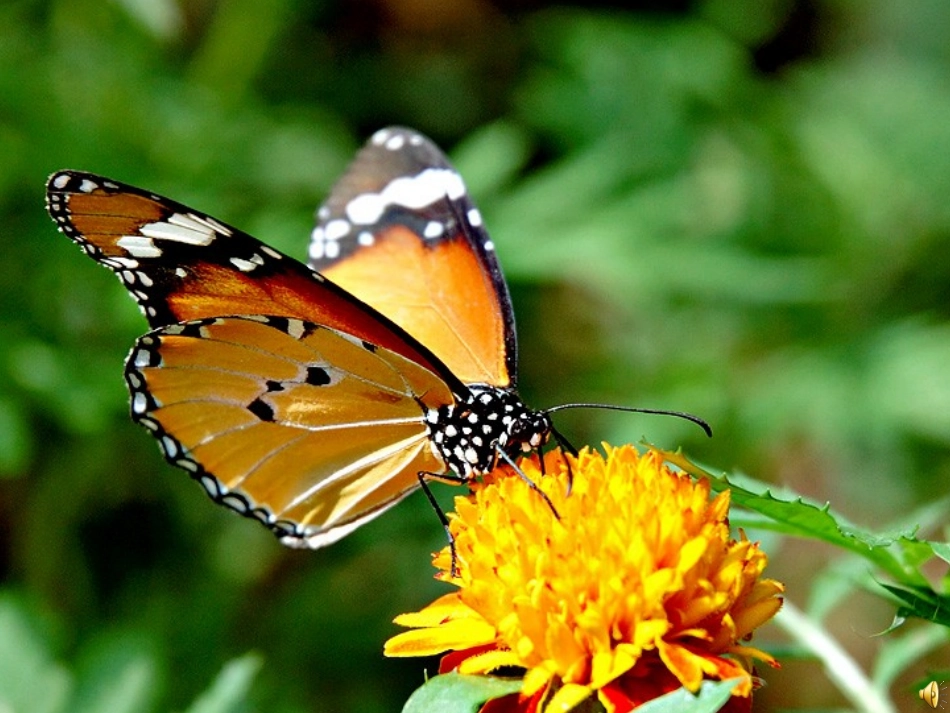 -昆虫的生殖和发育_第1页