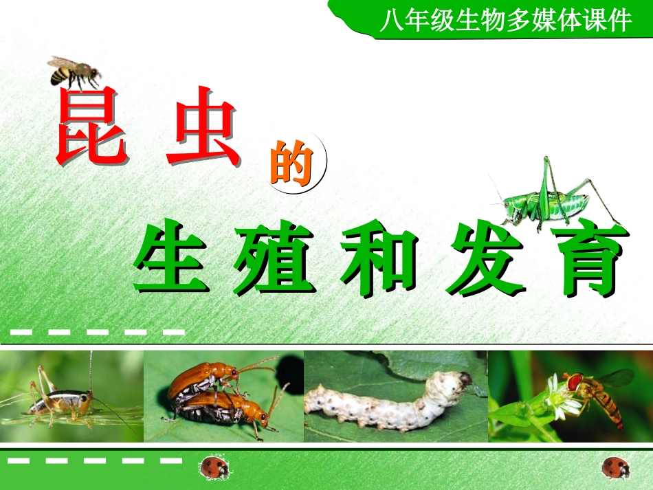 -昆虫的生殖和发育_第3页