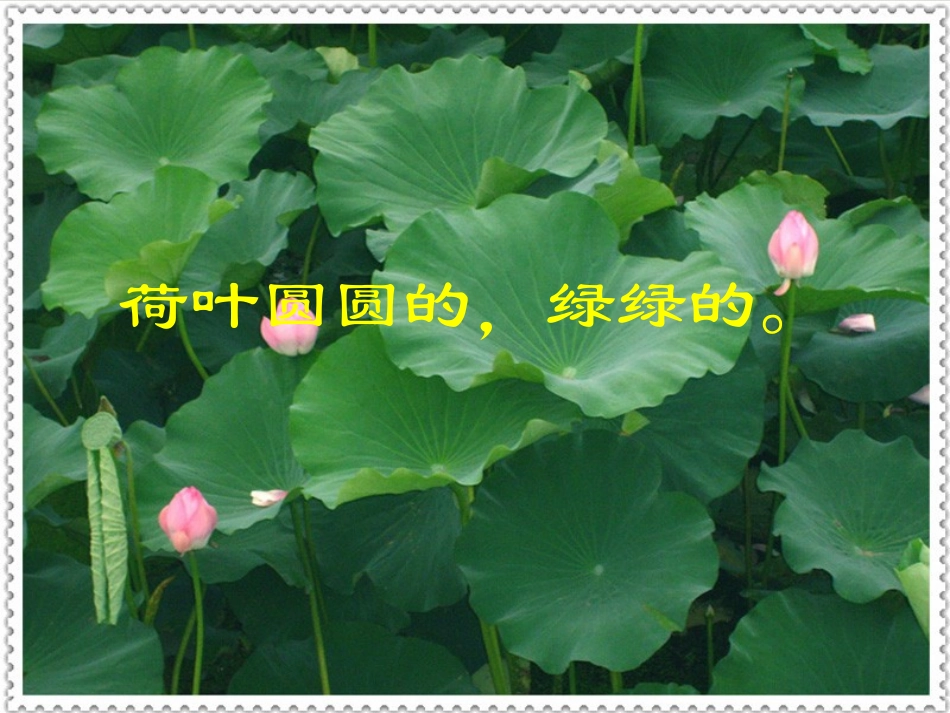 荷叶圆圆 (3)_第3页