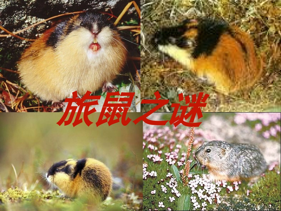 旅鼠之谜012_第2页