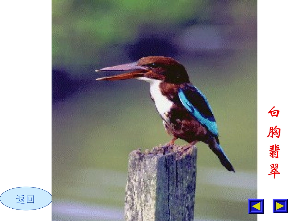 《翠鸟》 (2)_第3页