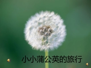 一颗蒲公英的旅行(配音)