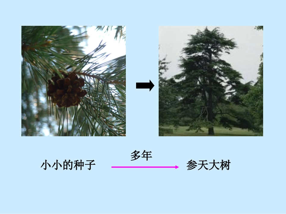 细胞通过分裂产生新细胞_第3页