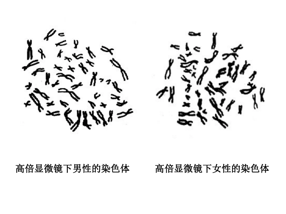 伴性遗传课件 (2)_第1页