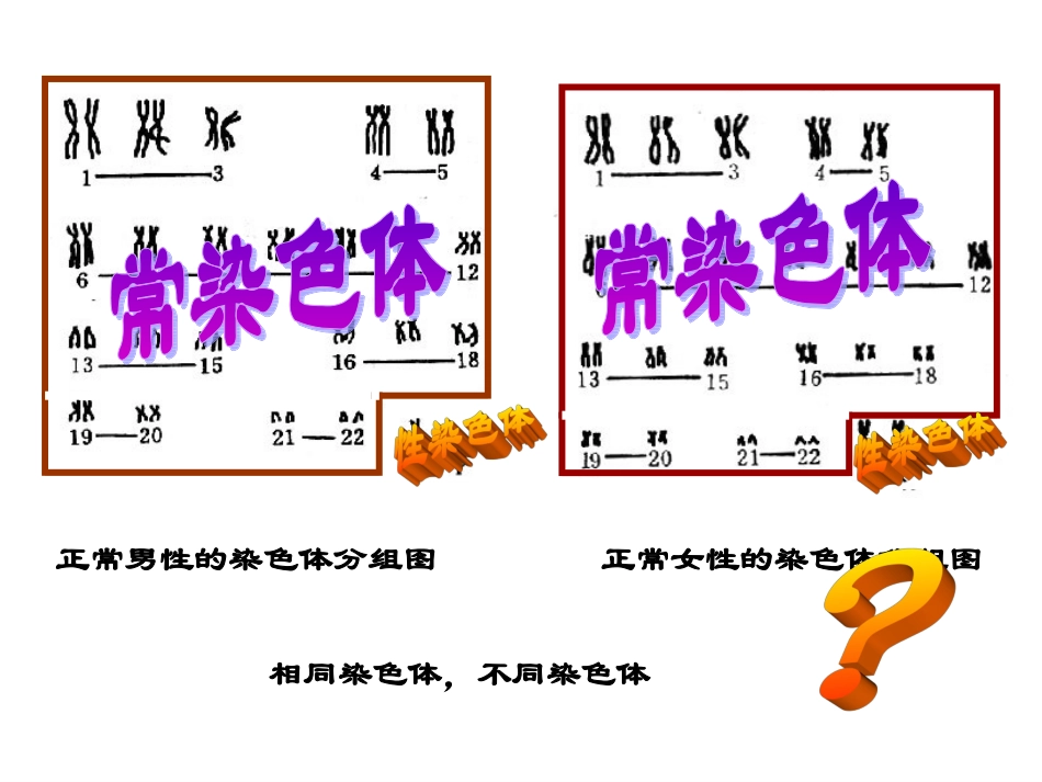 伴性遗传课件 (2)_第2页
