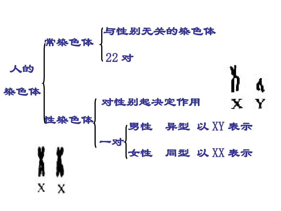 伴性遗传课件 (2)_第3页