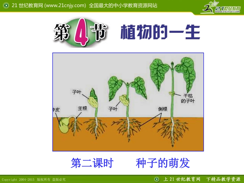 第4节植物的一生（第二课时）_第1页