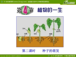 第4节植物的一生（第二课时）