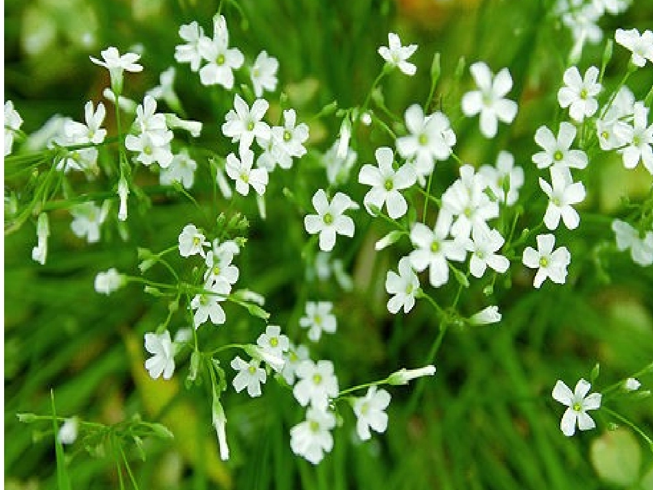 亲近自然——写景要抓住特征(上课)_第2页