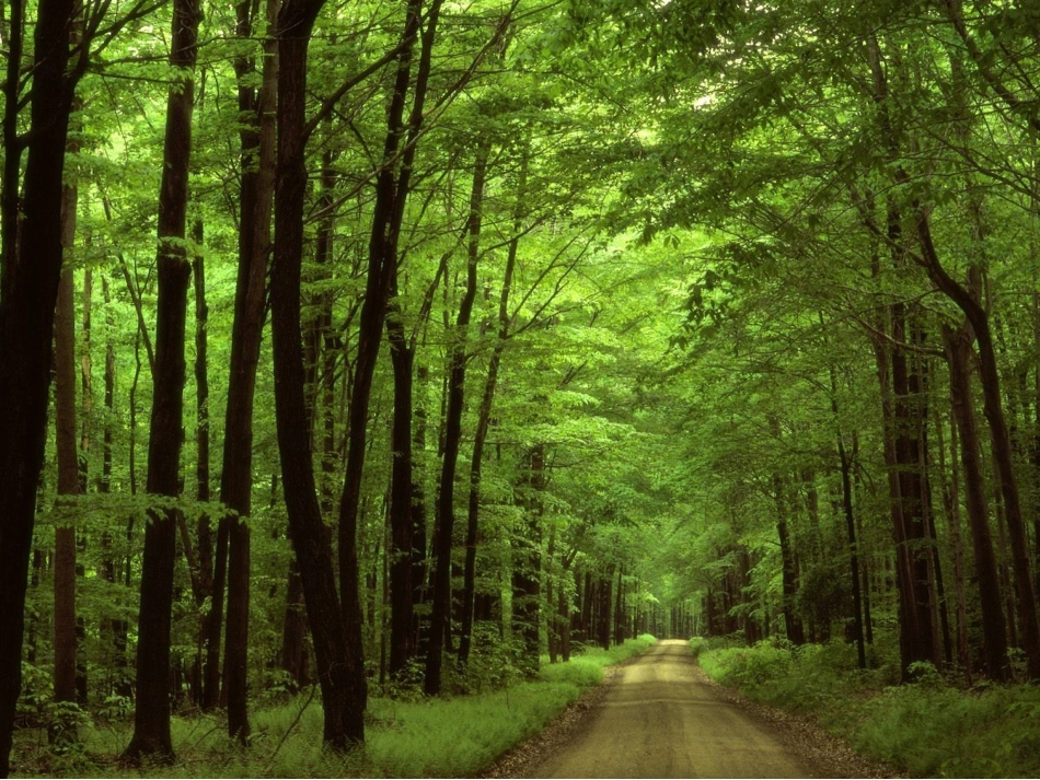 亲近自然——写景要抓住特征(上课)_第3页