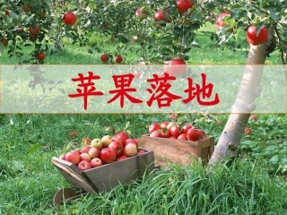 《苹果落地》
