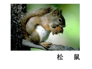 《松鼠和松果》课件