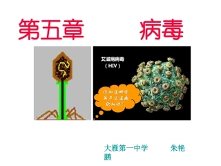 2013年人教版八年级生物上册第五章《病毒》