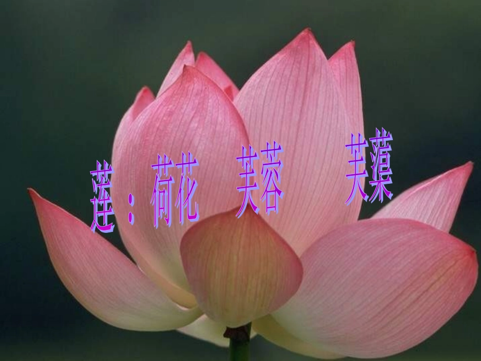 爱莲说陈春红_第1页