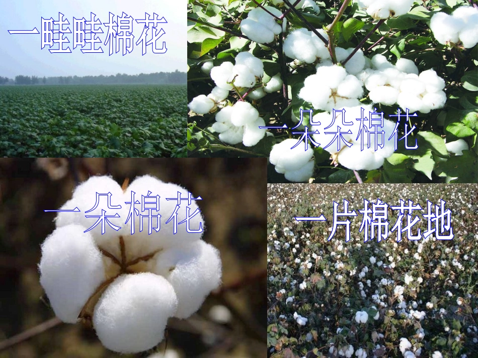 棉花姑娘课件_第1页