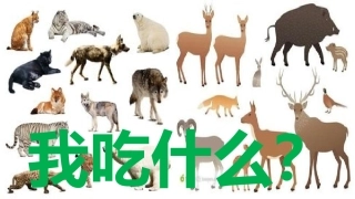 我吃什么课件