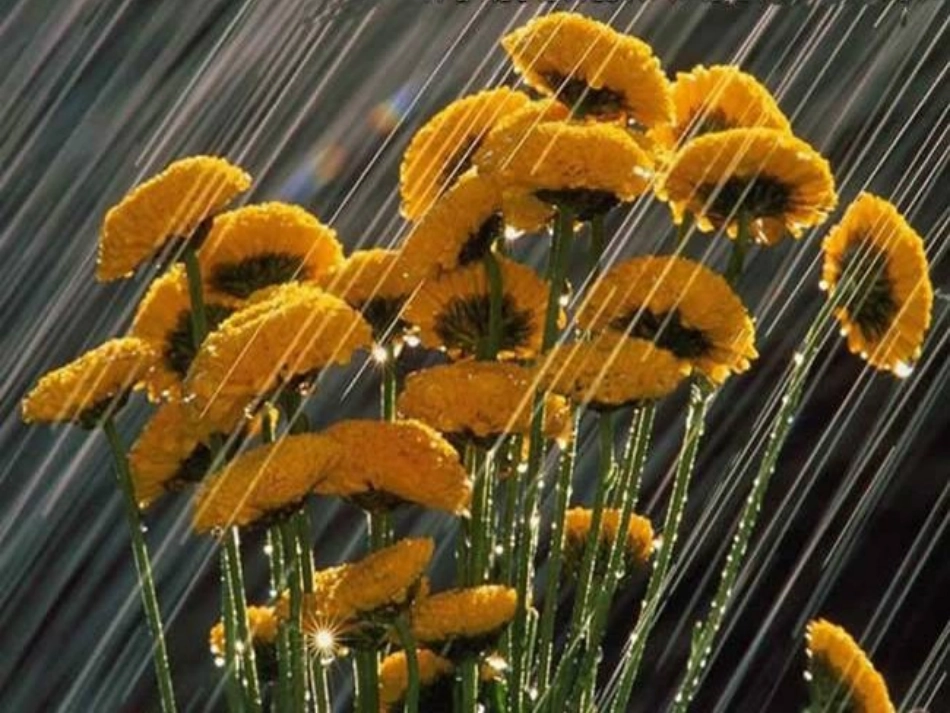 四年级英语上册 Unit 4 Lesson 11（2）课件 闽教版_第3页