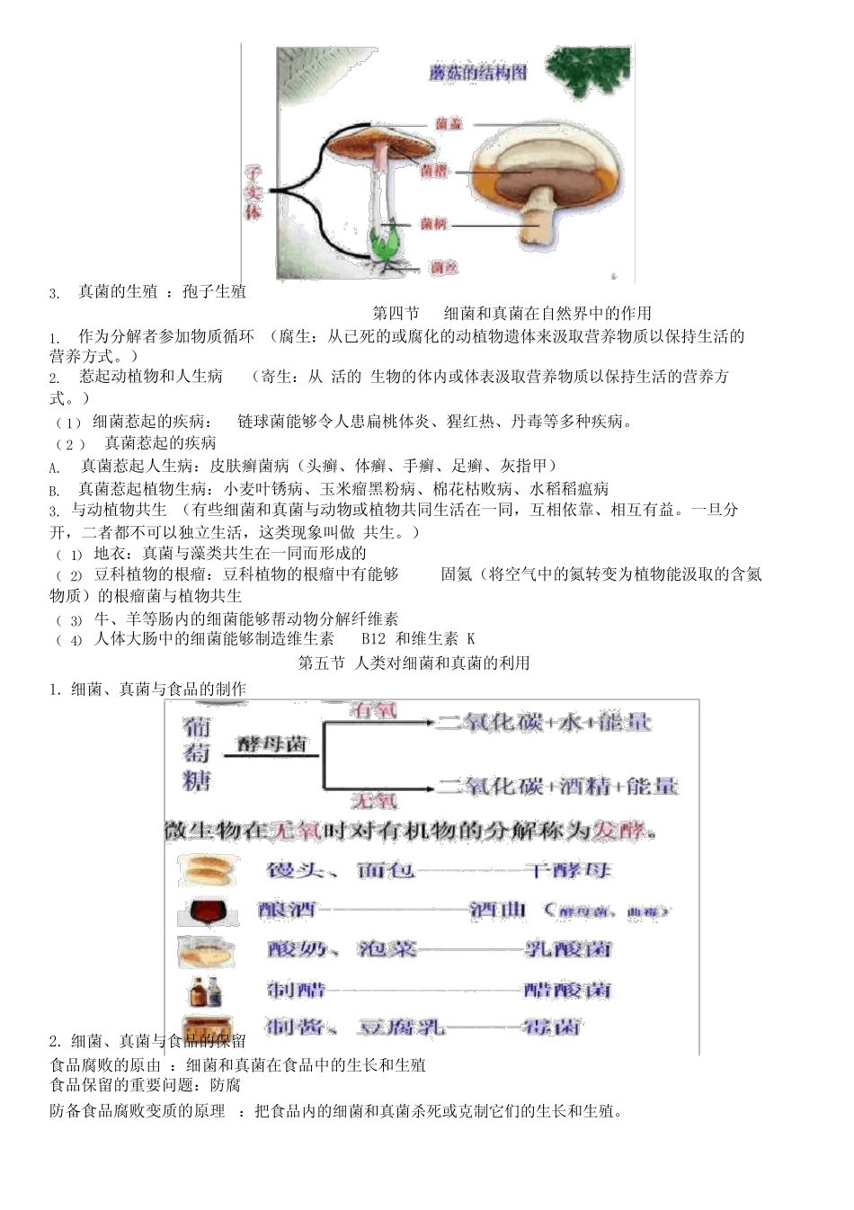 人教版生物八年级上册第四章《细菌和真菌》知识点 _第3页
