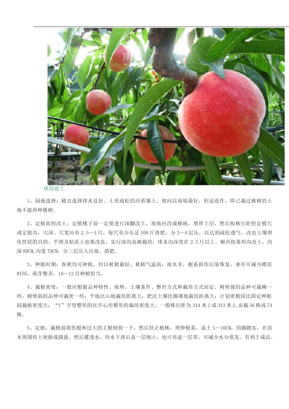 桃子的栽培技术_第2页
