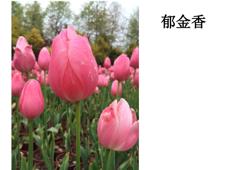 三年级上册第二单元《花》作文片段指导_第3页